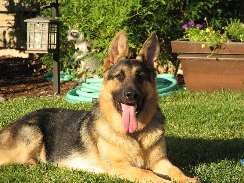 AKC Classic German Shepherd Breeder in Northern California Perfect