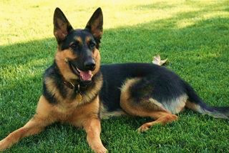 Akc Dog Shows Northern California Akc Dog Shows Northern California