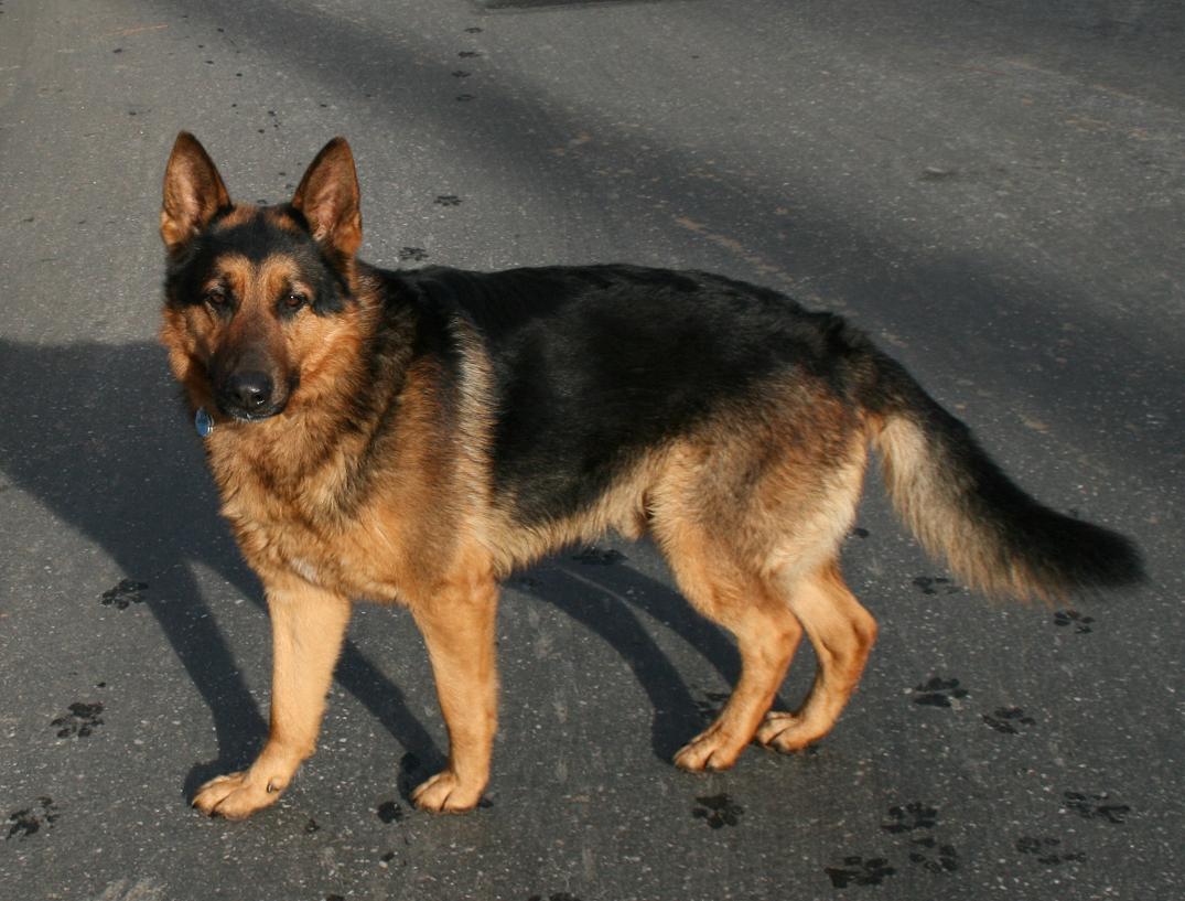 german shepherd puppies for sale in northern california akc classic german shepherd breeder in northern california german shepherds german shepherd puppies for sale in northern california akc classic german shepherd breeder in northern california german shepherds