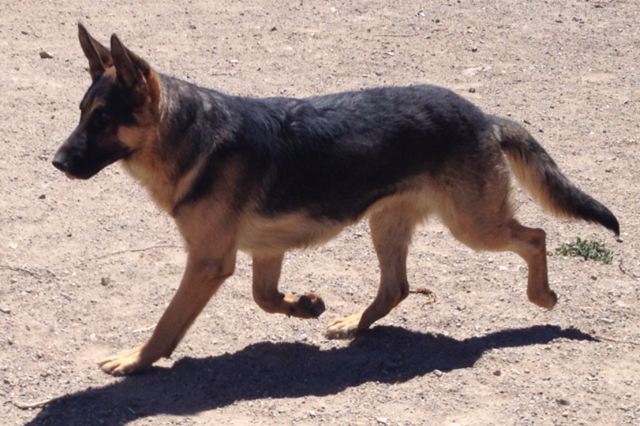 puppies reno german shepherd puppies reno nv photo puppies reno german shepherd puppies reno nv photo