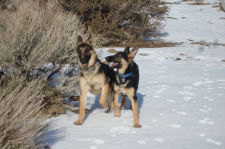 German Shepherd Dogs