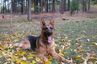 German Shepherd Dogs for Sale