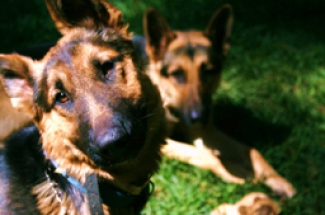 Pair of German Shepherds
