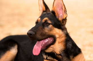 AKC German Shepherd Breeder