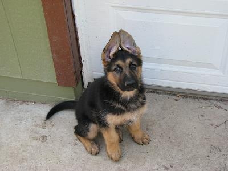 AKC Classic German Shepherd Breeder in Northern California