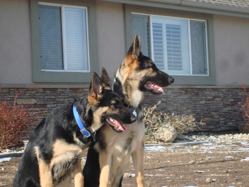 Akc german hot sale shepherd breeders