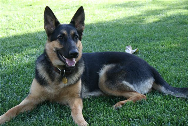 Classic german shepherd sales