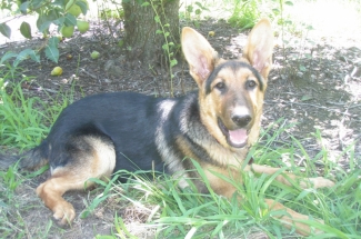 AKC German Shepherds for Sale