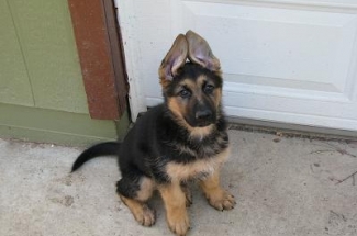 German Shepherd puppy with perked ears