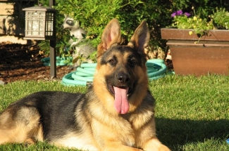 German Shepherd dog in the yard