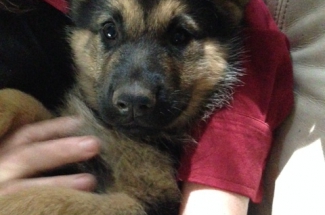 AKC German Shepherd Puppies