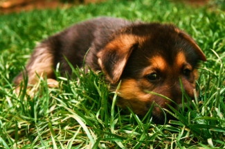 German Shepherd puppy